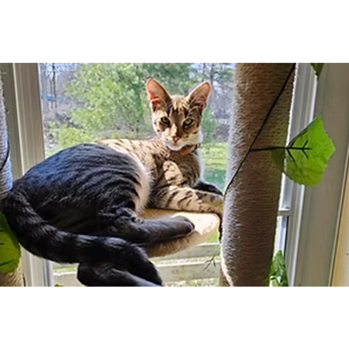 A relaxed tabby cat lounges on a sunny windowsill, gazing at the viewer.