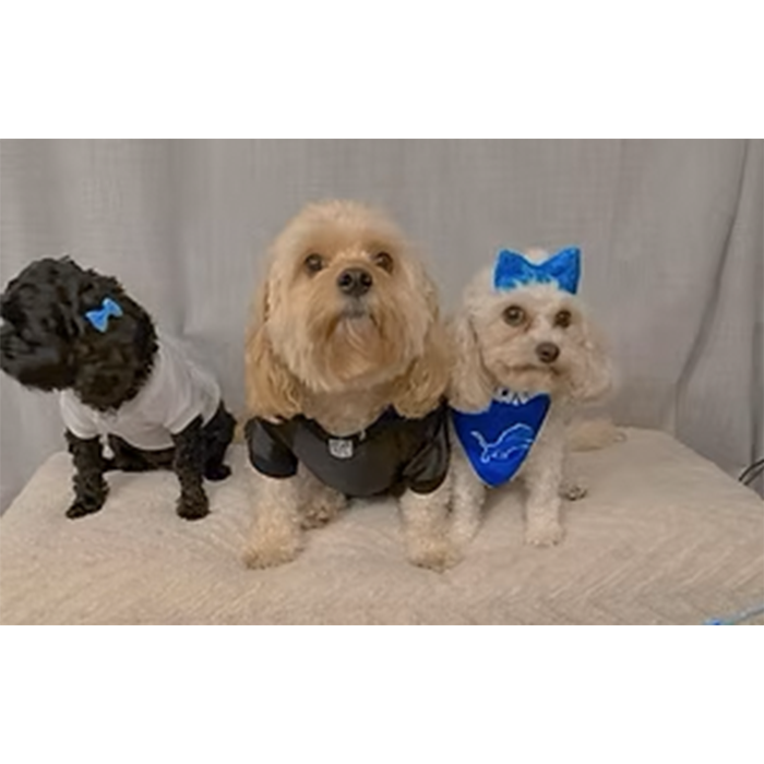 Three dogs dressed in coordinating outfits sit on a soft surface. One wears a white shirt, another a black shirt, and the last a blue bandana.